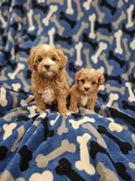 Tcup Lil Joe, a male Maltipoo for sale in Clarksville, TN – Photo 8 of 10