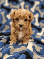 Tcup Lil Joe, a male Maltipoo for sale in Clarksville, TN – Photo 10 of 10