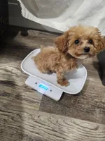 Tcup Lil Joe, a male Maltipoo for sale in Clarksville, TN – 3 of 9