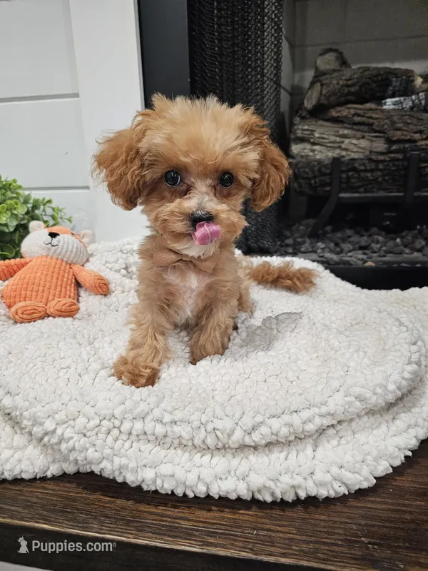 Tcup Lil Joe – Maltipoo puppy for sale in Clarksville, TN