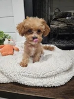 Tcup Lil Joe, a male Maltipoo for sale in Clarksville, TN – 1 of 9