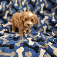 Hoss, a male Maltipoo for sale in Clarksville, TN – Photo 7 of 9