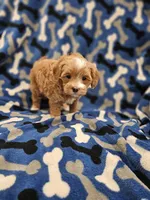 Hoss, a male Maltipoo for sale in Clarksville, TN – Photo 7 of 9
