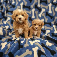 Hoss, a male Maltipoo for sale in Clarksville, TN – Photo 8 of 9