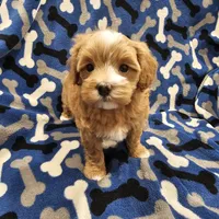 Hoss, a male Maltipoo for sale in Clarksville, TN – Photo 4 of 9