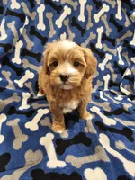 Hoss, a male Maltipoo for sale in Clarksville, TN – Photo 4 of 9