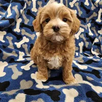 Hoss, a male Maltipoo for sale in Clarksville, TN – Photo 6 of 9