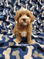 Hoss, a male Maltipoo for sale in Clarksville, TN – Photo 6 of 9