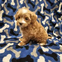 Hoss, a male Maltipoo for sale in Clarksville, TN – Photo 5 of 9