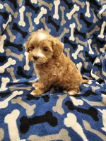 Hoss, a male Maltipoo for sale in Clarksville, TN – Photo 5 of 9