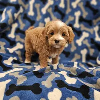 Hoss, a male Maltipoo for sale in Clarksville, TN – Photo 9 of 9