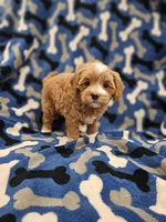 Hoss, a male Maltipoo for sale in Clarksville, TN – Photo 9 of 9
