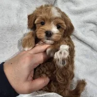 Hoss, a male Maltipoo for sale in Clarksville, TN – Photo 2 of 9