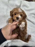 Hoss, a male Maltipoo for sale in Clarksville, TN – Photo 2 of 9