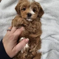 Hoss, a male Maltipoo for sale in Clarksville, TN – Photo 1 of 9