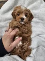 Hoss, a male Maltipoo for sale in Clarksville, TN – Photo 1 of 9