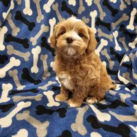 Hoss, a male Maltipoo for sale in Clarksville, TN – Photo 3 of 9
