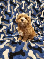 Hoss, a male Maltipoo for sale in Clarksville, TN – Photo 3 of 9