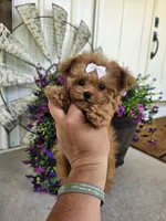 Micro tcup Delilah, a female Maltipoo for sale in Clarksville, TN – 1 of 10