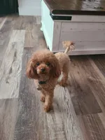 Gemma (the perfect dog!), a female Poodle - Toy  for sale in Clarksville, TN – 2 of 5