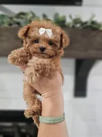 Micro tcup Delilah, a female Maltipoo for sale in Clarksville, TN – 9 of 10
