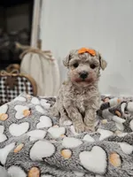 Elsa, a female Maltipoo for sale in Clarksville, TN – 6 of 8
