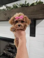 TINY Daphne , a female Maltipoo for sale in Clarksville, TN – 8 of 9