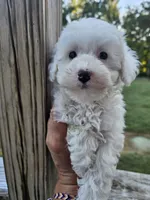 Mira, a female Maltipoo for sale in Clarksville, TN – 3 of 6