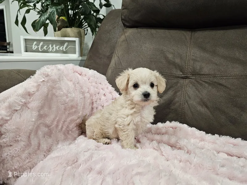 Zoey – Maltipoo puppy for sale in Clarksville, TN