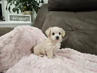 Zoey, a female Maltipoo for sale in Clarksville, TN – 1 of 4