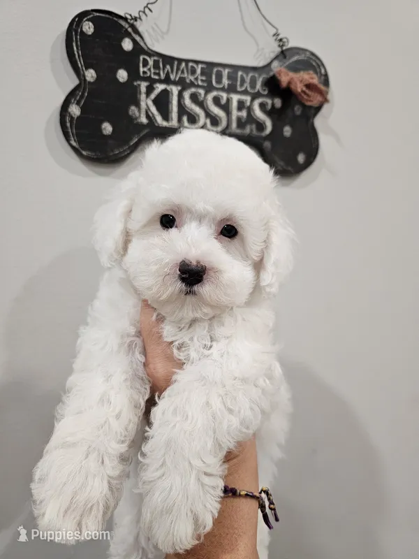 Mira – Maltipoo puppy for sale in Clarksville, TN