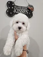 Mary's little lamb, a female Maltipoo for sale in Clarksville, TN – 3 of 9