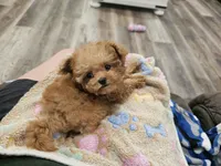Micro tcup Delilah, a female Maltipoo for sale in Clarksville, TN – 5 of 10