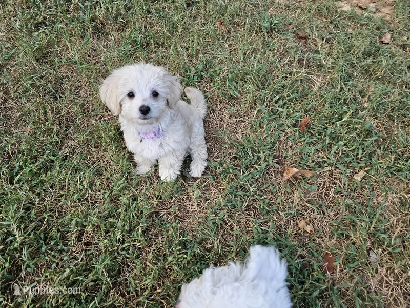 Zoey – Maltipoo puppy for sale in Clarksville, TN