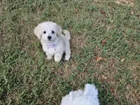 (Pending) Zoey, a female Maltipoo for sale in Clarksville, TN – 1 of 10