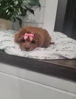 Tiny Callie, a female Maltipoo for sale in Clarksville, TN – Photo 2 of 6