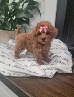 Tiny Callie, a female Maltipoo for sale in Clarksville, TN – Photo 1 of 6