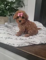 Tiny Callie, a female Maltipoo for sale in Clarksville, TN – Photo 4 of 6