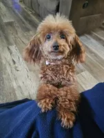 Scarlet, a female Poodle - Toy  for sale in Clarksville, TN – 3 of 3