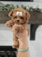 Micro tcup Delilah, a female Maltipoo for sale in Clarksville, TN – 8 of 10
