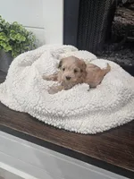 NALA, a female Maltipoo for sale in Clarksville, TN – Photo 2 of 7