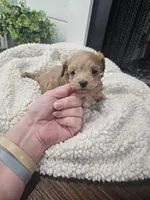 NALA, a female Maltipoo for sale in Clarksville, TN – Photo 6 of 7