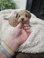 NALA, a female Maltipoo for sale in Clarksville, TN – Photo 7 of 7