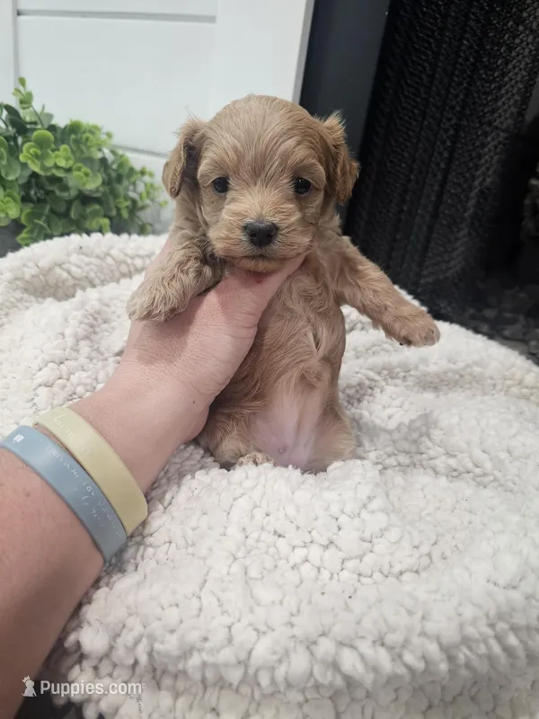 NALA, a female Maltipoo for sale in Clarksville, TN – Photo 1 of 7