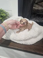 NALA, a female Maltipoo for sale in Clarksville, TN – Photo 5 of 7