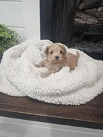 NALA, a female Maltipoo for sale in Clarksville, TN – Photo 3 of 7