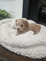 NALA, a female Maltipoo for sale in Clarksville, TN – Photo 4 of 7