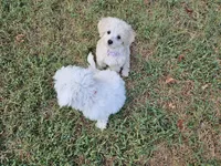 (Pending) Zoey, a female Maltipoo for sale in Clarksville, TN – 2 of 10