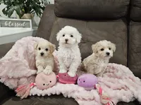 Zoey, a female Maltipoo for sale in Clarksville, TN – 2 of 4
