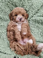 Simon, a male Maltipoo for sale in Clarksville, TN – 3 of 6